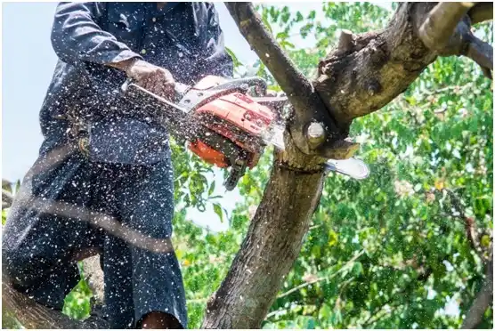tree services Markesan
